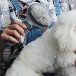 Self Cleaning Slicker Brush, Pet Grooming Shedding Brush for Dogs and Cat 1 Pcs