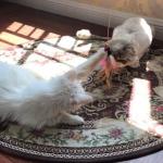 Cat Teaser Playing Stick Wooden Cat Wand Toy 1 Pcs