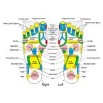 Foot Leg Pain Relief Walk Acupressure Massager Mat, Multi color 1 Pcs