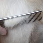 Stainless Steel Pet Hair Grooming Flat Comb for Pets (Pack of 1)